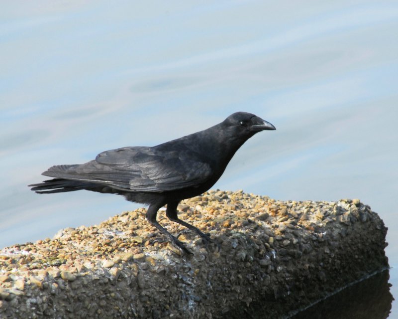 fishcrow_8x10_65.jpg