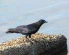 fishcrow_8x10_65_small.jpg