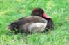agadwallduck2_small.jpg