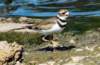 akilldeer47_small.jpg