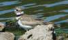 akilldeer52_small.jpg