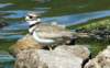 akilldeer54_small.jpg