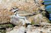 akilldeer59_small.jpg
