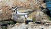 akilldeer61_small.jpg