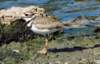 akilldeer67_small.jpg