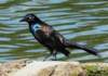 blkbird103_small.jpg