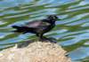 blkbird109_small.jpg
