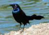 blkbird87_small.jpg