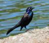 blkbird91_small.jpg