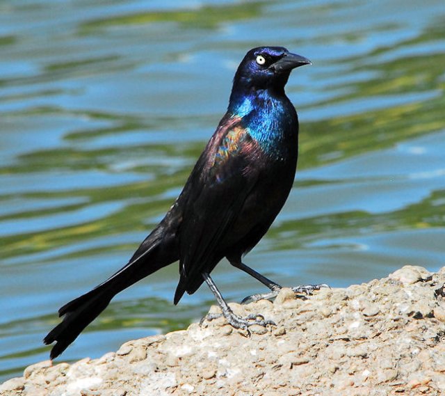 blkbird92.jpg