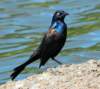blkbird92_small.jpg