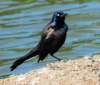 blkbird93_small.jpg