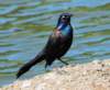 blkbird94_small.jpg