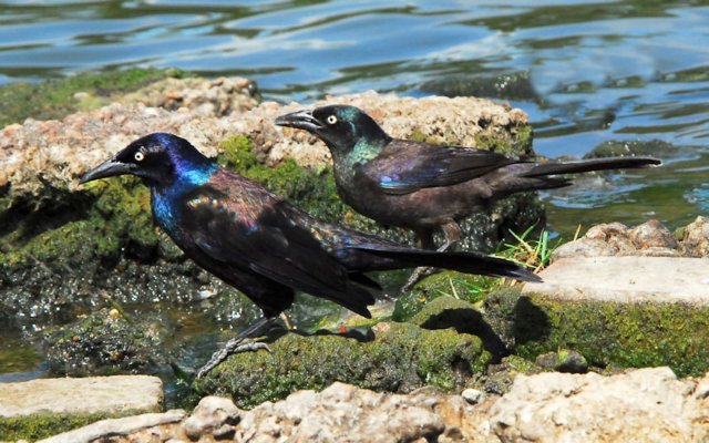 blkbirds_two_104.jpg