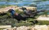 blkbirds_two_104_small.jpg