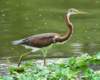 atriheron107_small.jpg