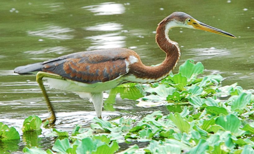 atriheron108.jpg