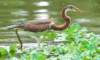 atriheron108_small.jpg