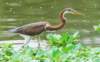 atriheron109_small.jpg