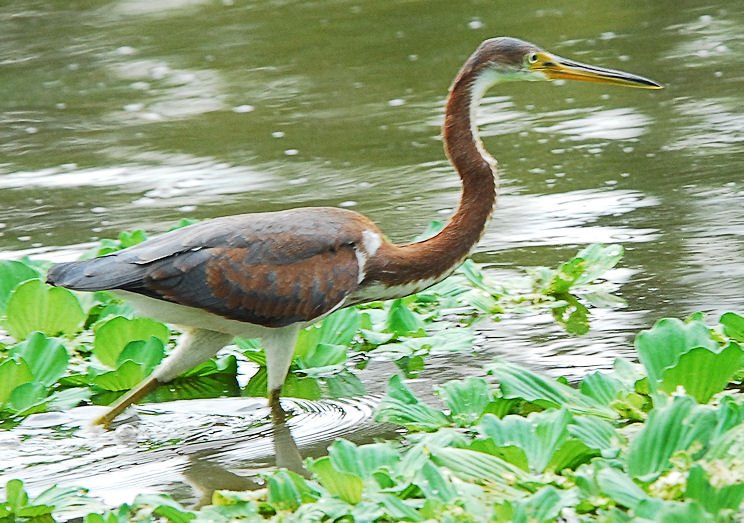 atriheron111.jpg