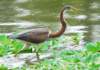 atriheron111_small.jpg