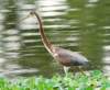 atriheron121_small.jpg