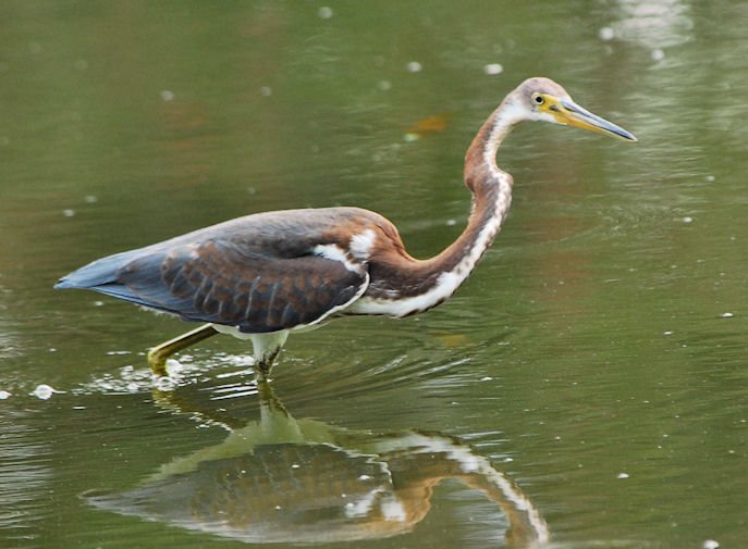 atriheron124.jpg