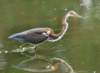 atriheron124_small.jpg