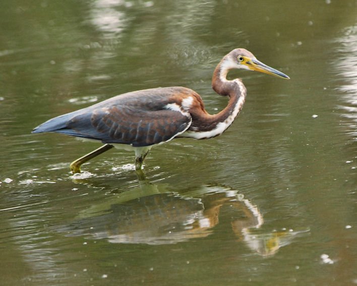 atriheron126.jpg