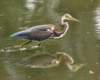 atriheron126_small.jpg