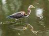 atriheron127_small.jpg