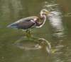 atriheron128_small.jpg