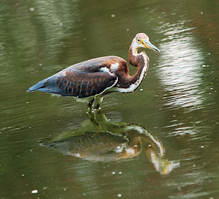 atriheron129.jpg