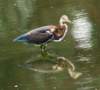 atriheron129_small.jpg