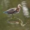 atriheron130_small.jpg