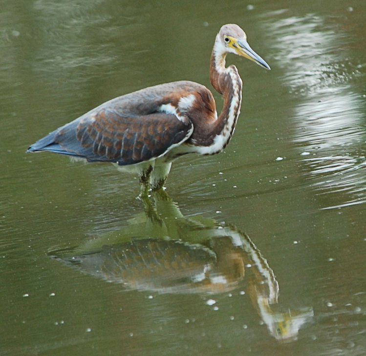 atriheron131.jpg