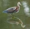 atriheron131_small.jpg