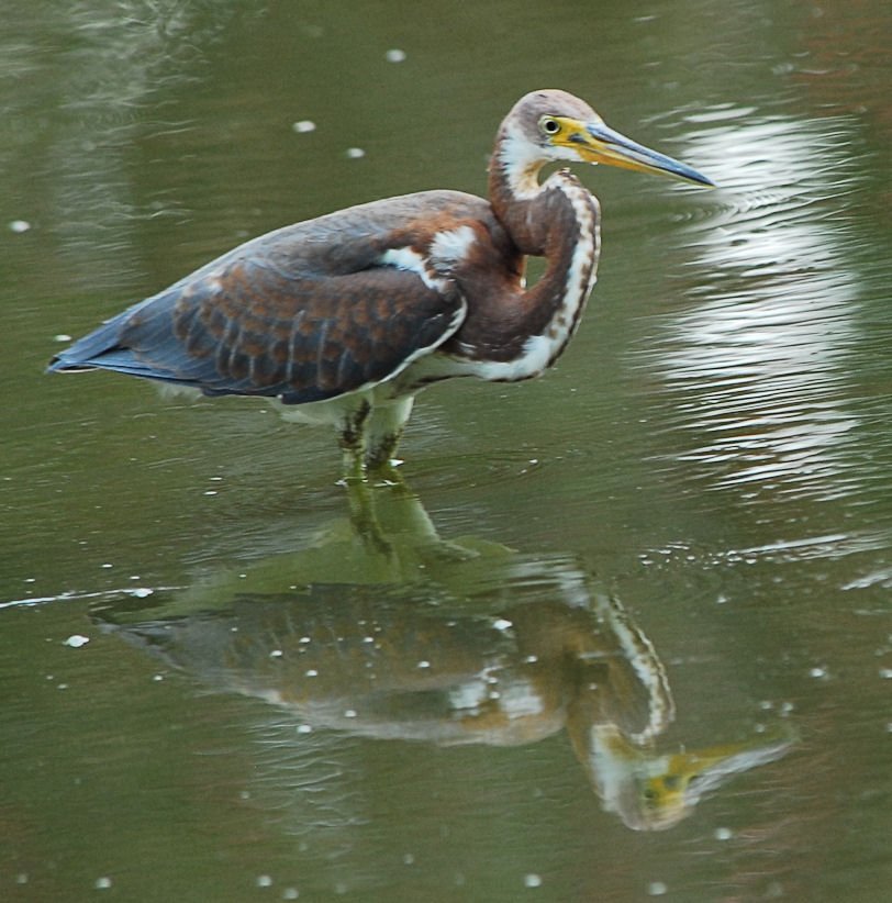 atriheron133.jpg