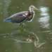 atriheron133_small.jpg