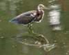 atriheron134n_small.jpg