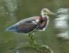 atriheron135_small.jpg