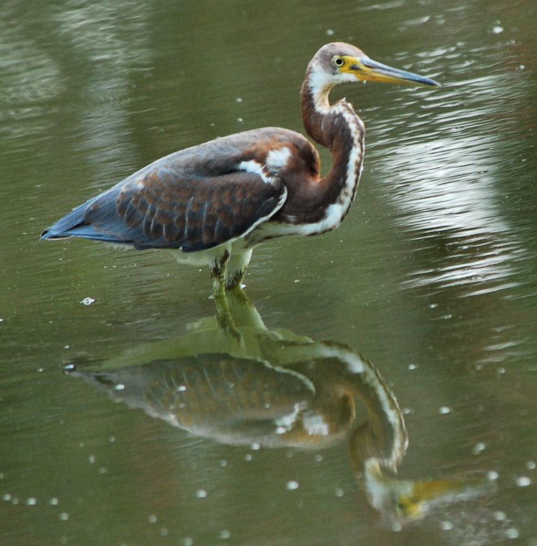 atriheron136.jpg
