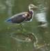 atriheron136_small.jpg