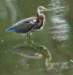 atriheron137_small.jpg