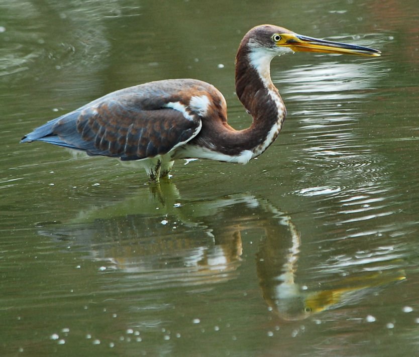 atriheron138.jpg