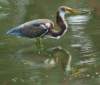 atriheron138_small.jpg