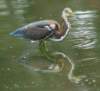 atriheron139_small.jpg