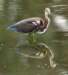 atriheron140_small.jpg