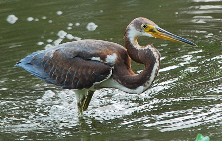 atriheron143.jpg