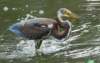 atriheron143_small.jpg